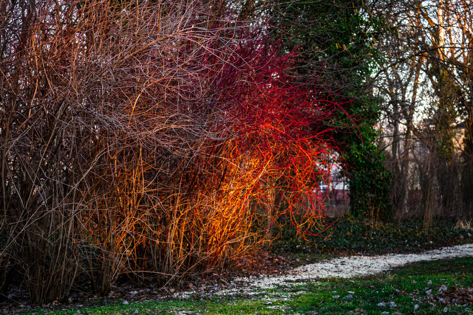 In the last seconds of the sunset, the sunlight touched a bold, red bush and it's created some gorgeous colors and contrast with the white road.