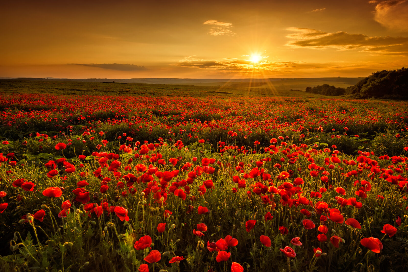 Poppy field at sunset