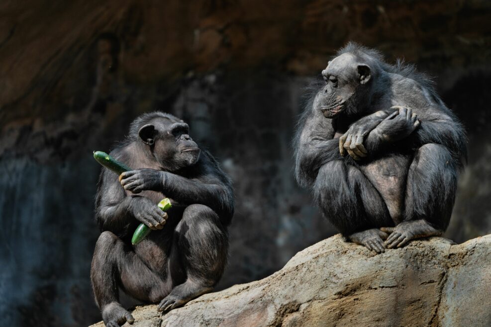 Two chimpanzees on a large rock in the zoo.