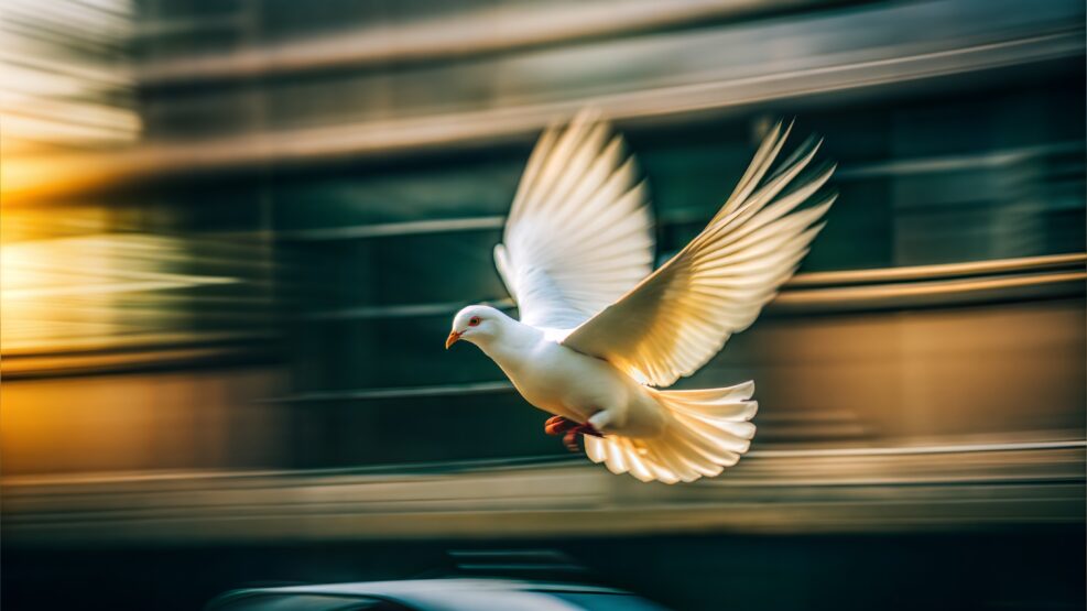 White dove in flight with a cityscape background at sunset