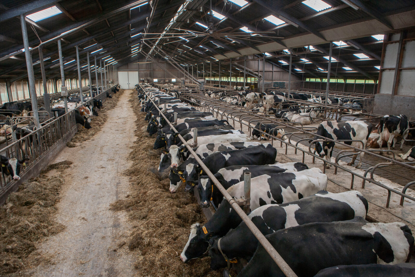 Cows at stable. Netherlands. Farming. Modern Dutch farm. Netherlands. Cows eating roughage. Cows eating silage. Feed gate. Cattle breeding.