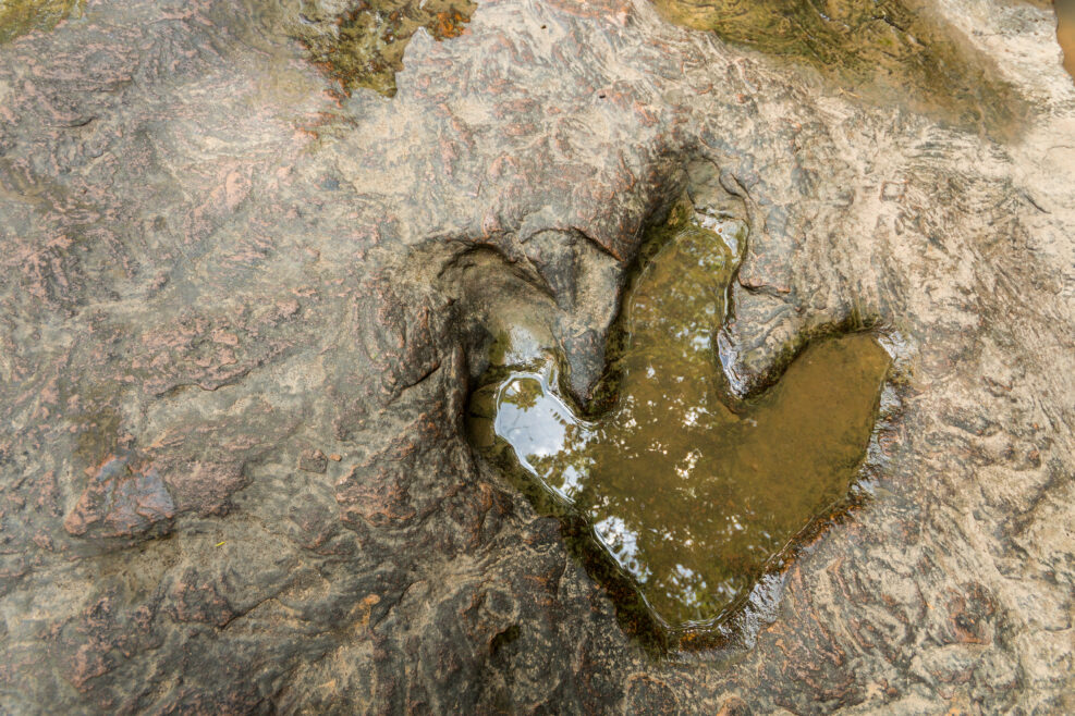 Footprint of dinosaur ( Carnotaurus ) on ground near stream at Phu Faek national forest park , Kalasin ,Thailand . Water logged on it