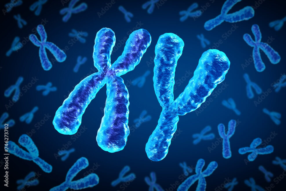 X and Y Chromosomes as male Chromosome concept for a human biology structure containing dna genetic information as a medical symbol for gene therapy or microbiology genetics research.