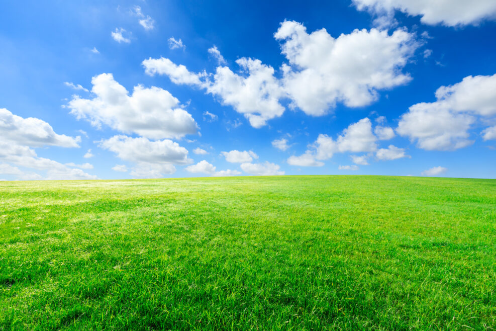 Green grass and blue sky with white clouds