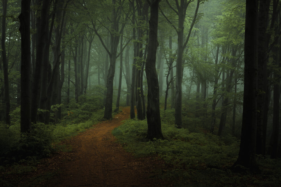 Dreamy foggy dark forest. Trail in moody forest. Alone and creepy feeling in the woods