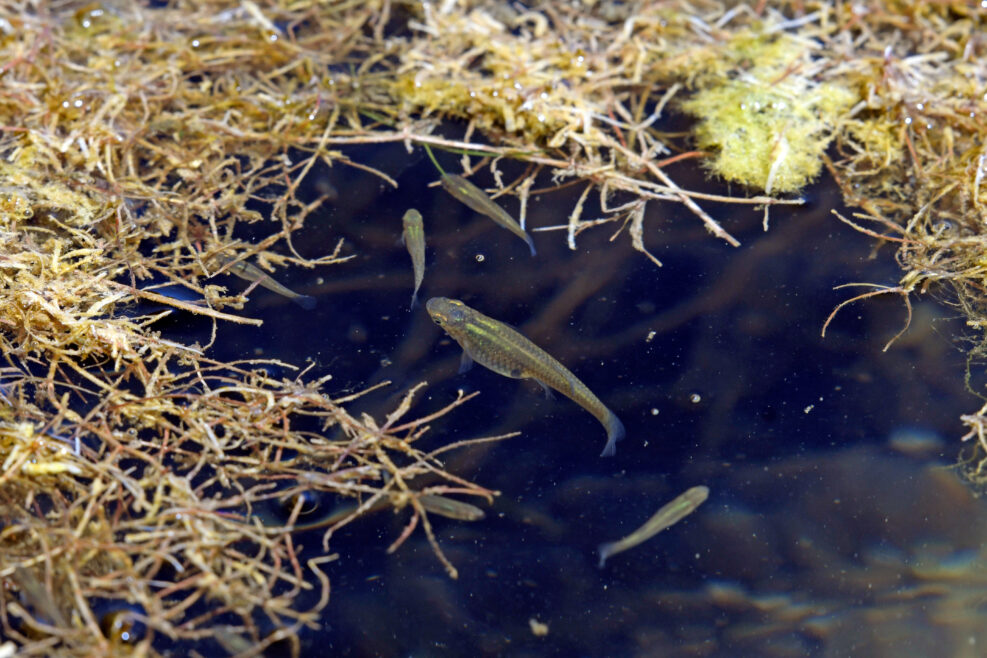 Gambusen / Moskitofisch (Gambusia sp. / Gambusia cf. holbrooki) zur Bekämpfung von Moskito-Larven, Griechenland - mosquitofish for the control of mosquito larvae in Greece