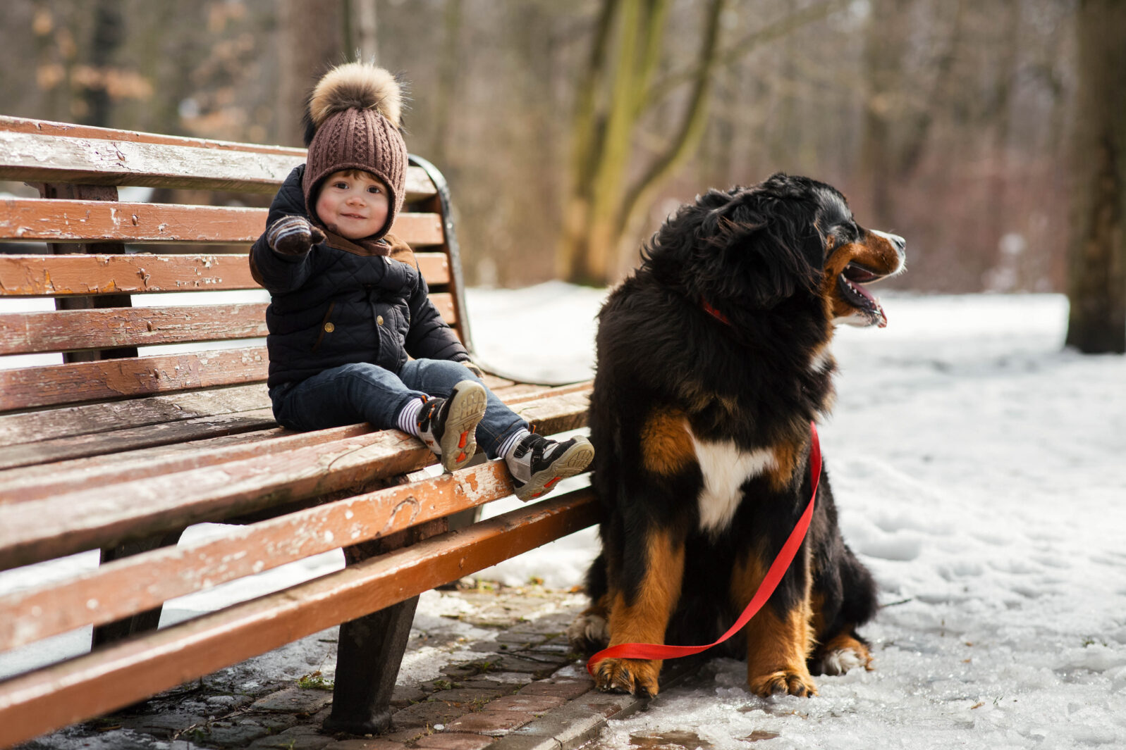 Charming little boy sits on the bench with a Bernese Mountain Dog