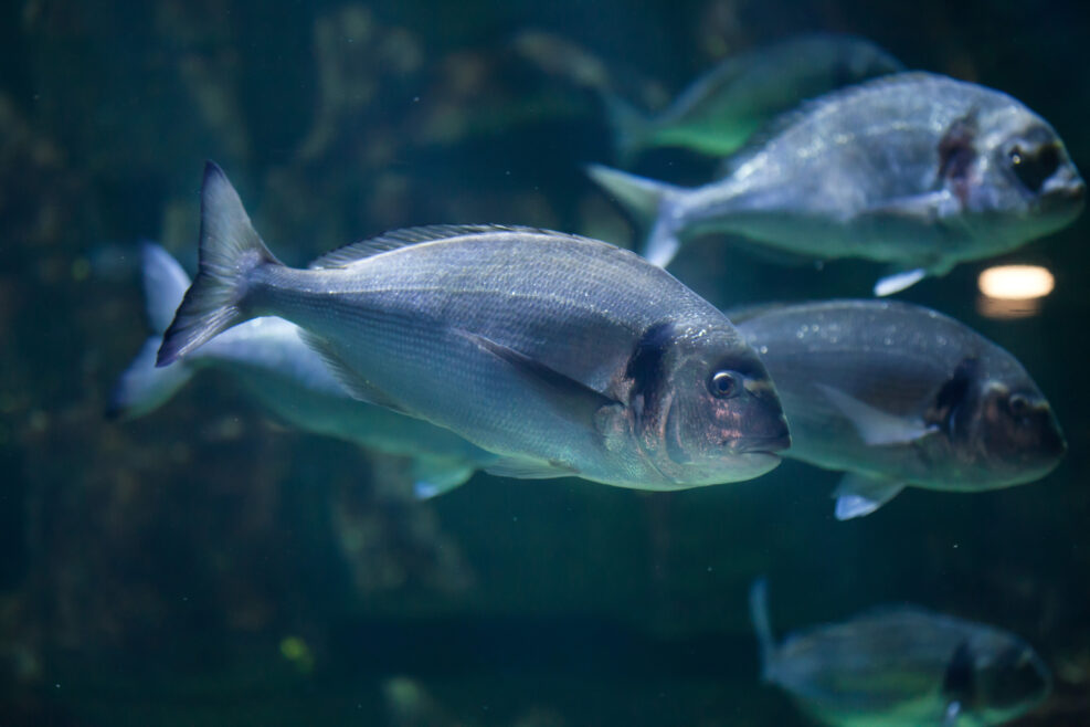 Common two-banded seabream (Diplodus vulgaris)