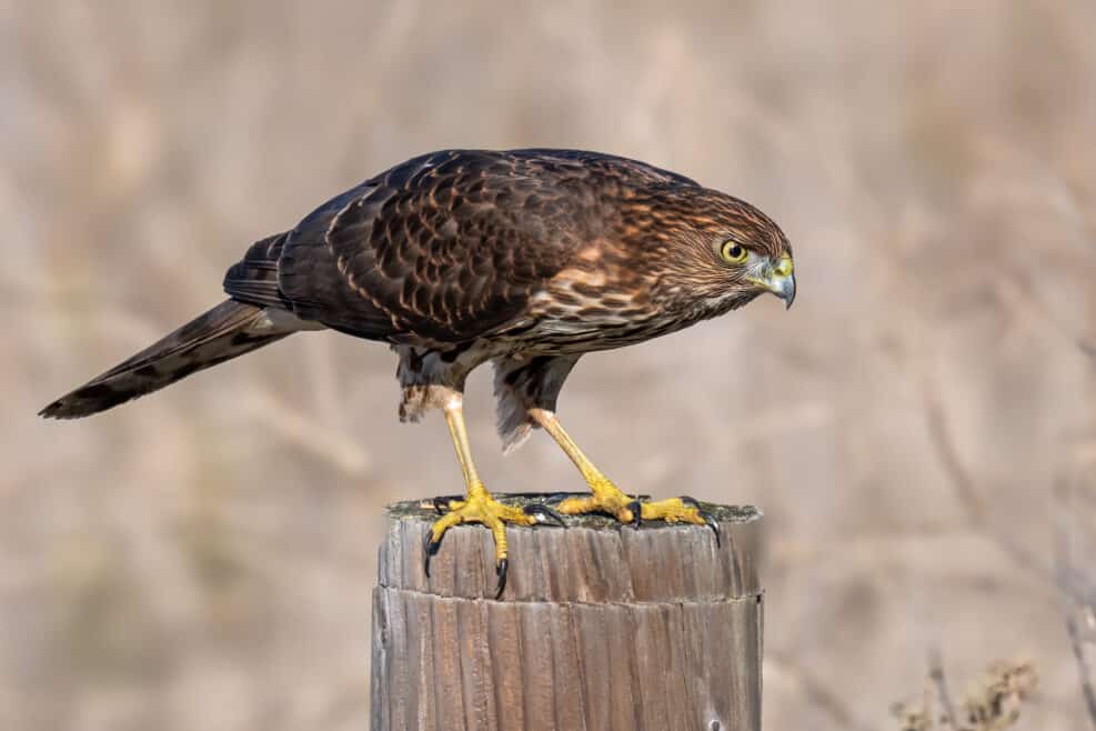 cooper's hawk observes neighborhood from the top of the poll