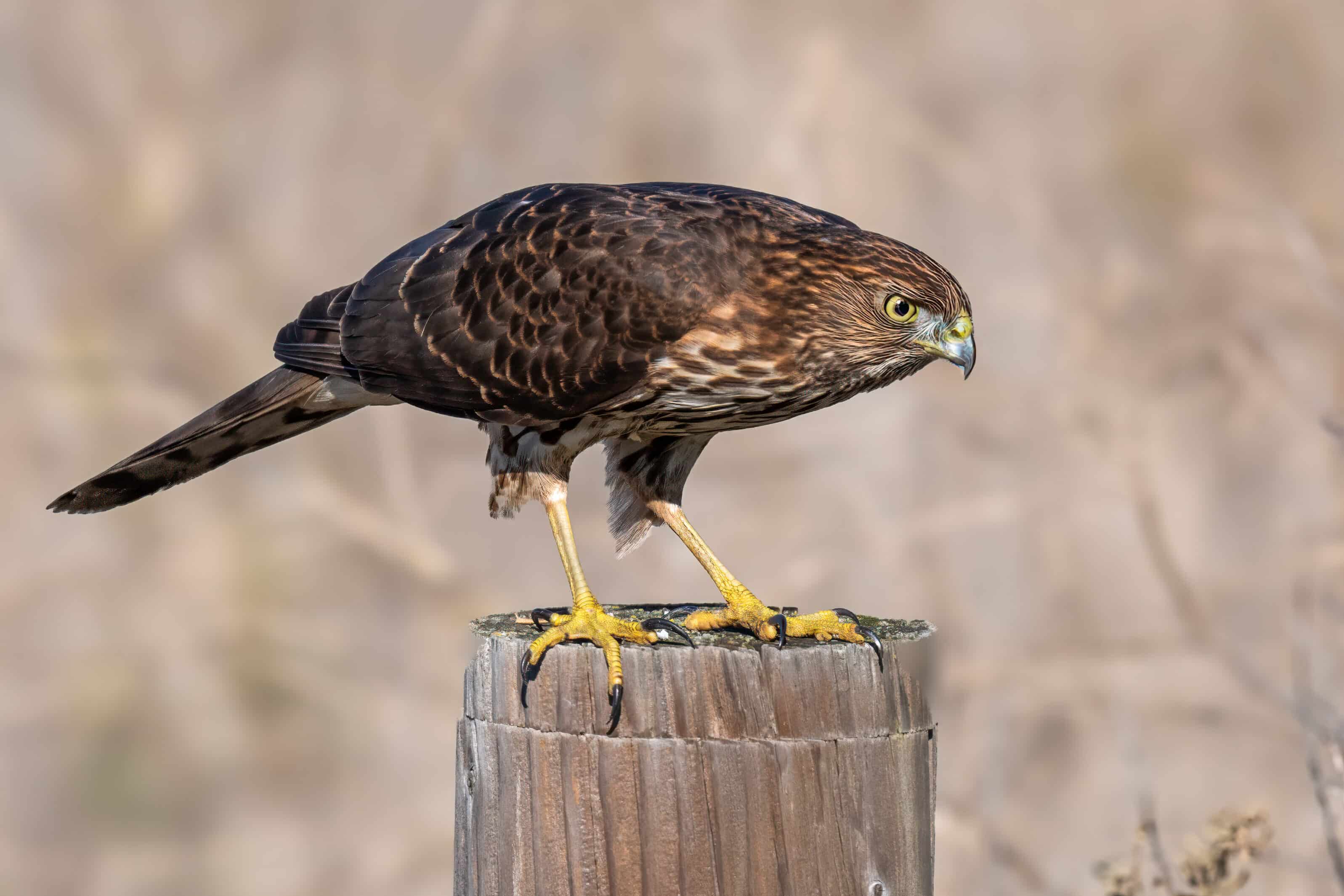 Hawk Helps Hawk learns to monitor traffic signals to catch urban prey | Mind Matters