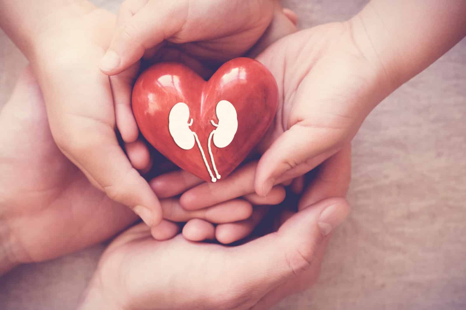 hands holiding red heart with kidney, world kidney day, organ donor day