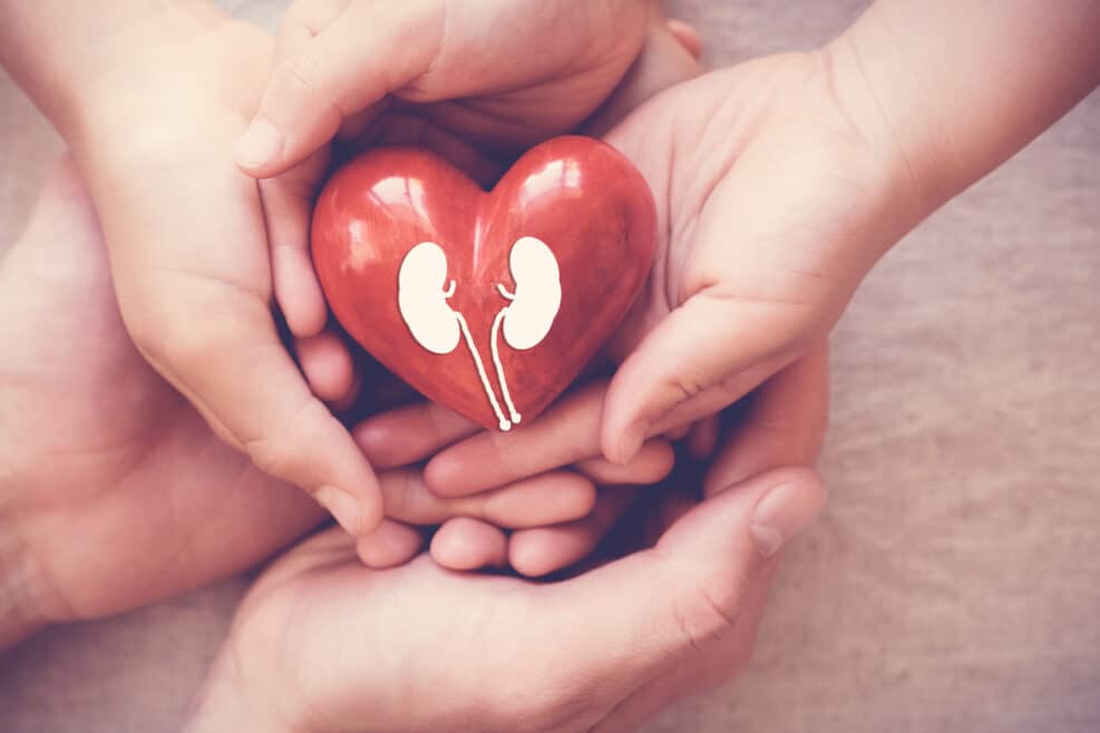 hands holiding red heart with kidney, world kidney day, organ donor day