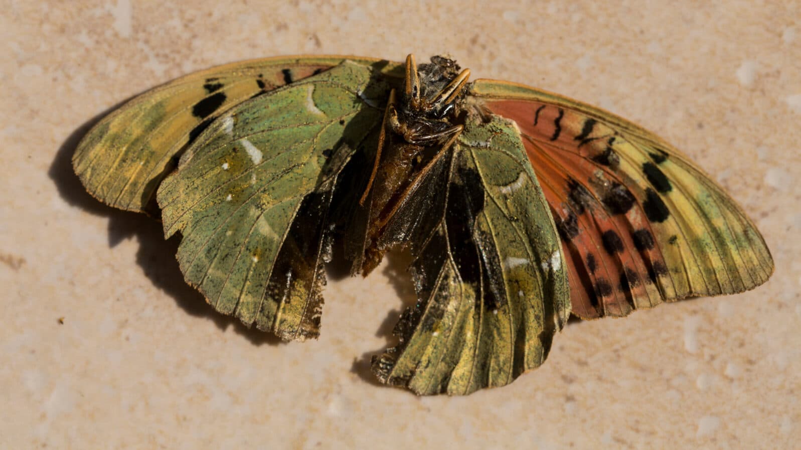 Argynnis pandora, the cardinal, is a butterfly of the family Nymphalidae. Male underside. A dead butterfly.