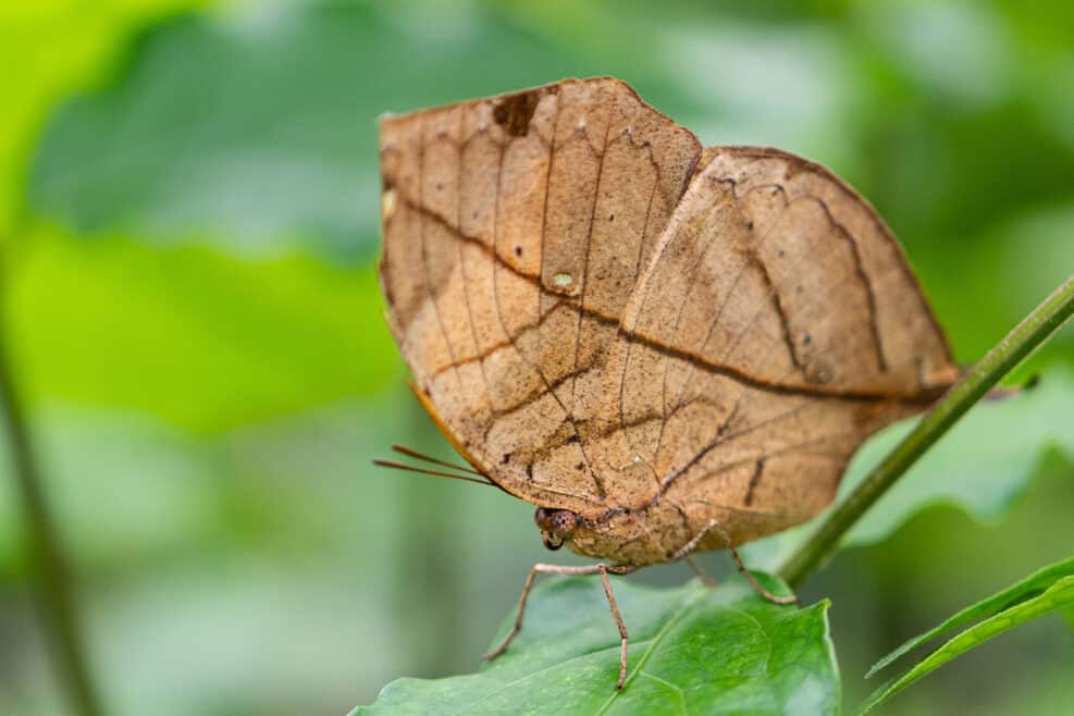 Orange oakleaf, Indian oakleaf or dead leaf, is a nymphalid butterfly