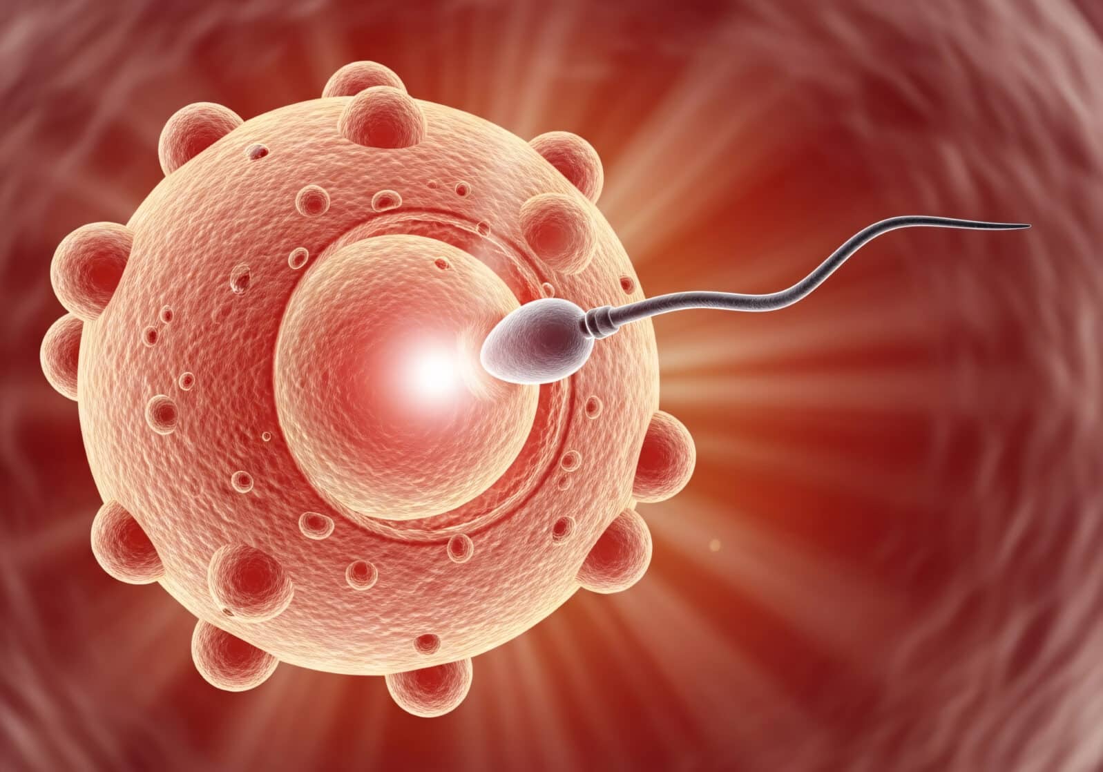 Close up microscopic view of a sperm cell approaching and penetrating a human egg cell during fertilization in the reproductive process