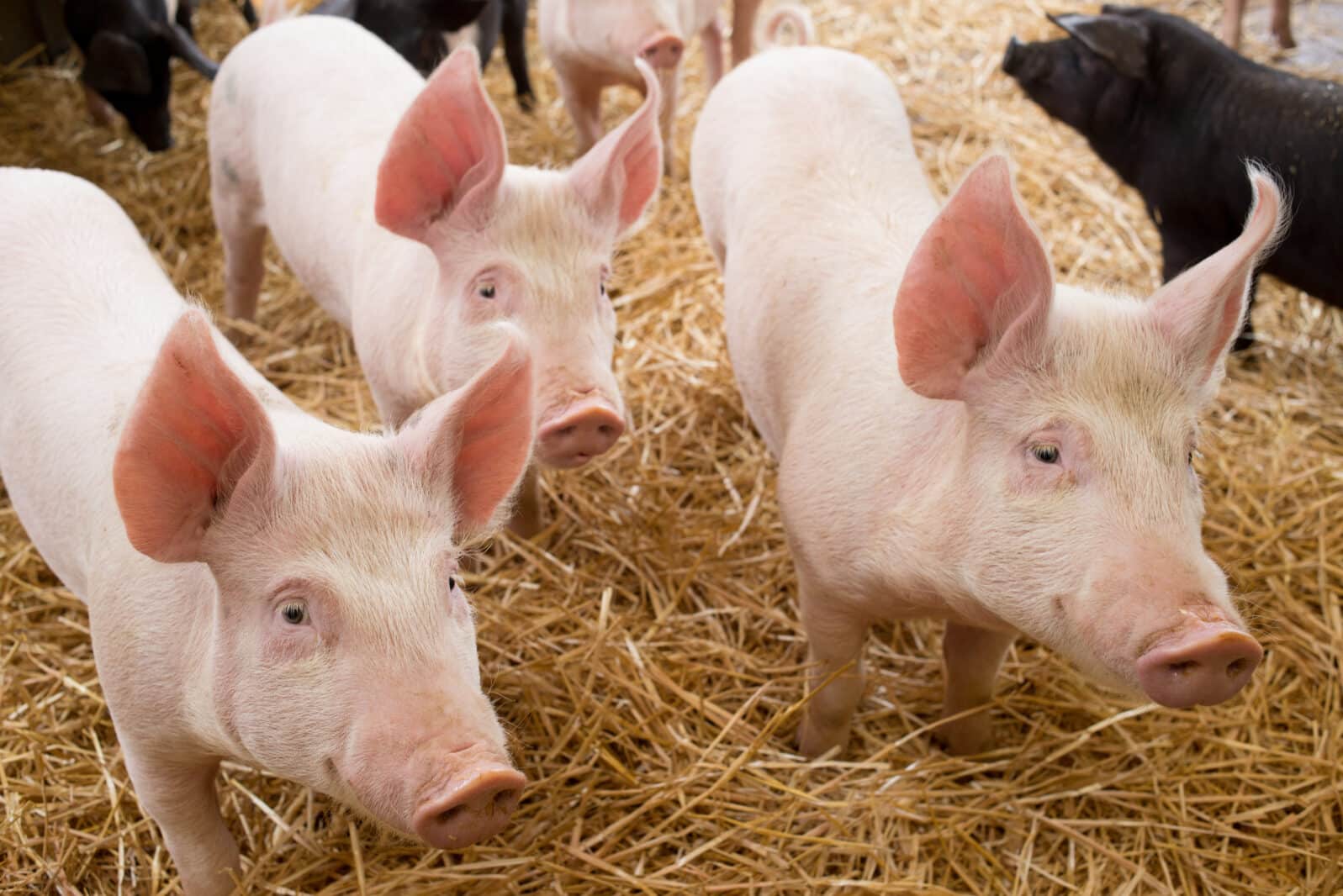 Three piglets little pink pigs with raised ears looking at same direction and standing on hay in a farm