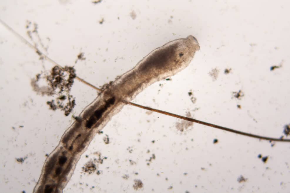 Microscopic organisms from the pond water. Nematode - details