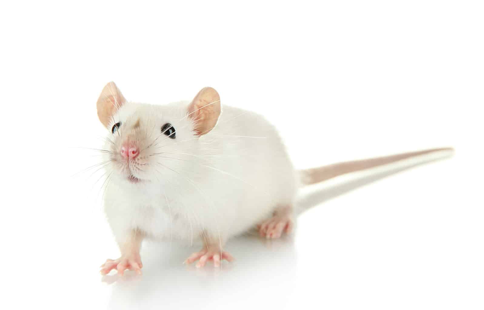 funny little rat, isolated on white