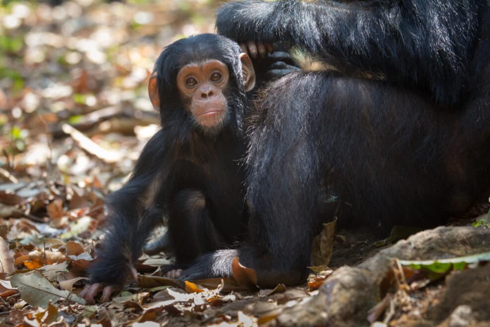 Infant chimpanzee in Gombe National Park, Tanzania