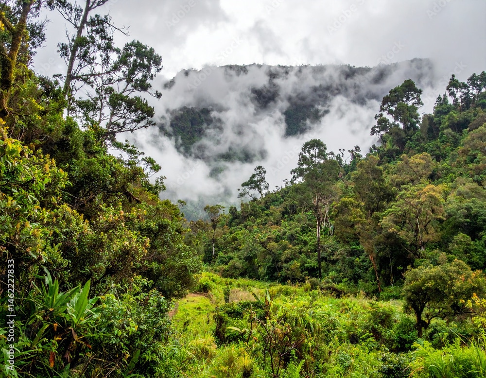 Lush green cloud forest vegetation with mist gently drifting through the trees, illustrating Ecuador's diverse ecosystems and natural beauty.