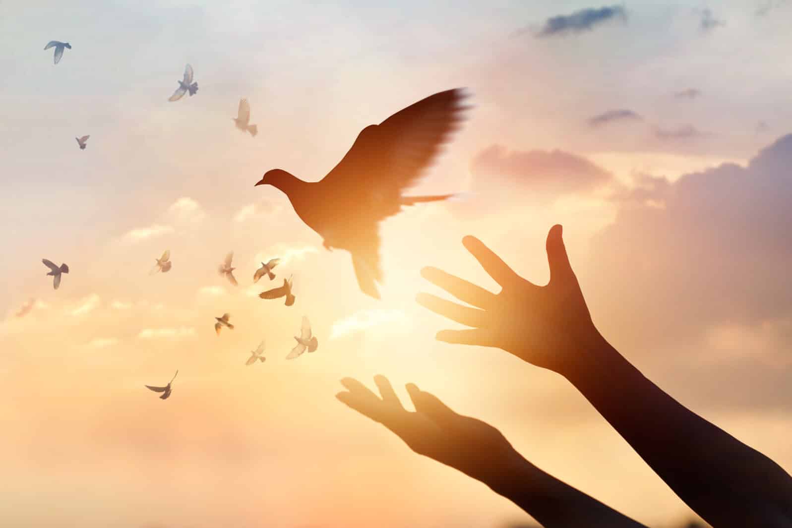 Woman praying and free the birds flying on sunset background, hope concept