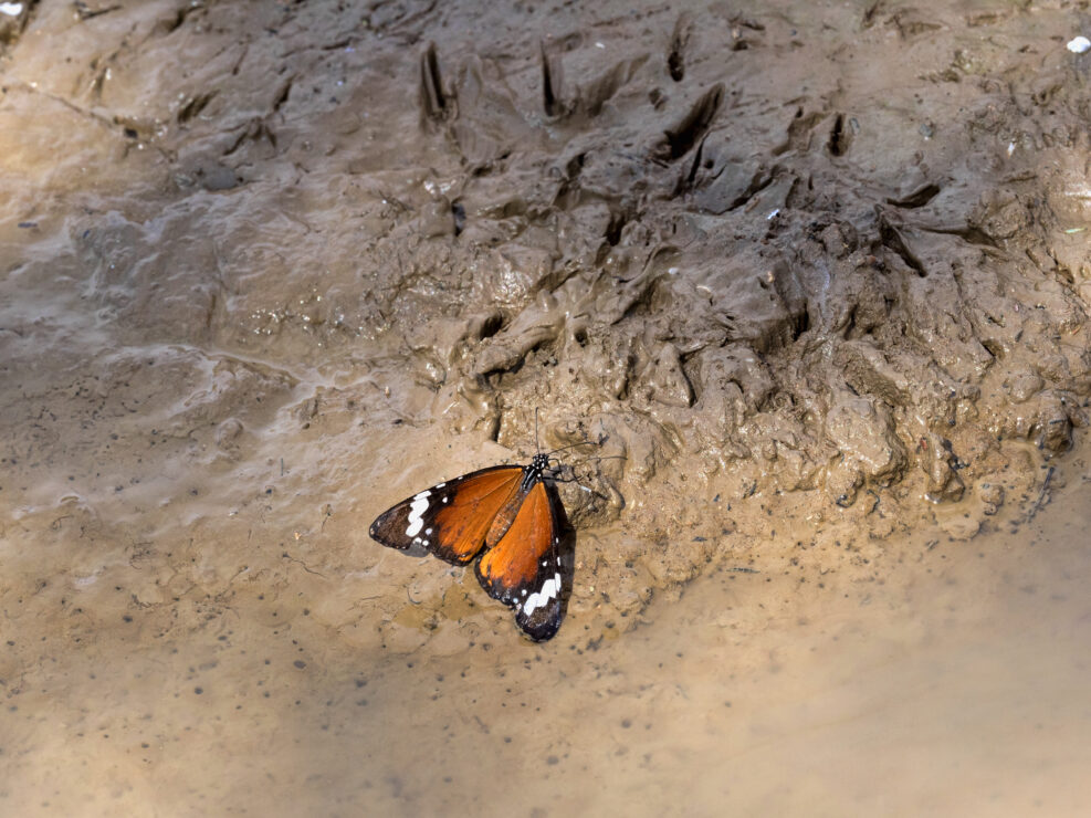 The butterfly sucks mud water in the gemsbok national park, Kalahari South Africa