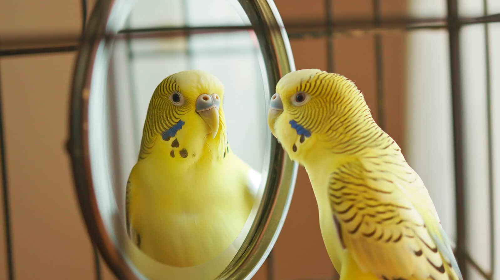 Domestic parrot in a cage looks at its reflection in the mirror. Beautiful parrot, close-up, selective focus, pet. Parrot and mirror. Colored bird