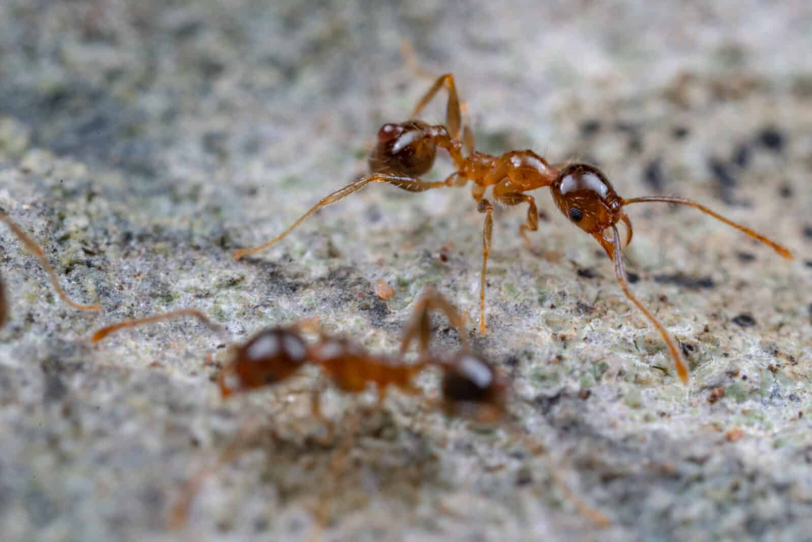 Pheidole megacephala, coastal brown big-headed ants foraging on a rock. A common invasive, pest species.
