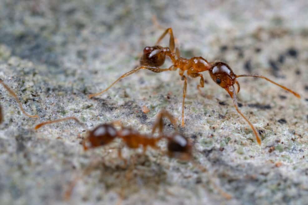 Pheidole megacephala, coastal brown big-headed ants foraging on a rock. A common invasive, pest species.