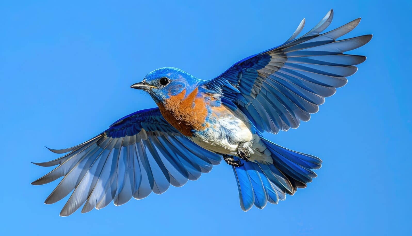 A vibrant bluebird soars gracefully through a clear blue sky, its wings fully extended in a display of natural beauty and freedom.