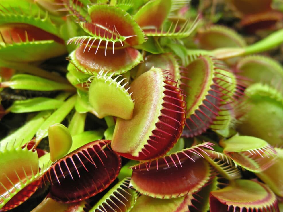 Weird little plants, a crop of Venus Fly Traps.