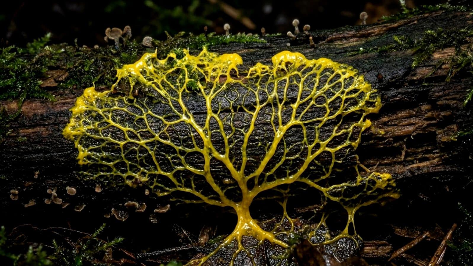 Bright yellow slime mold branching vein network over dark rotting wood