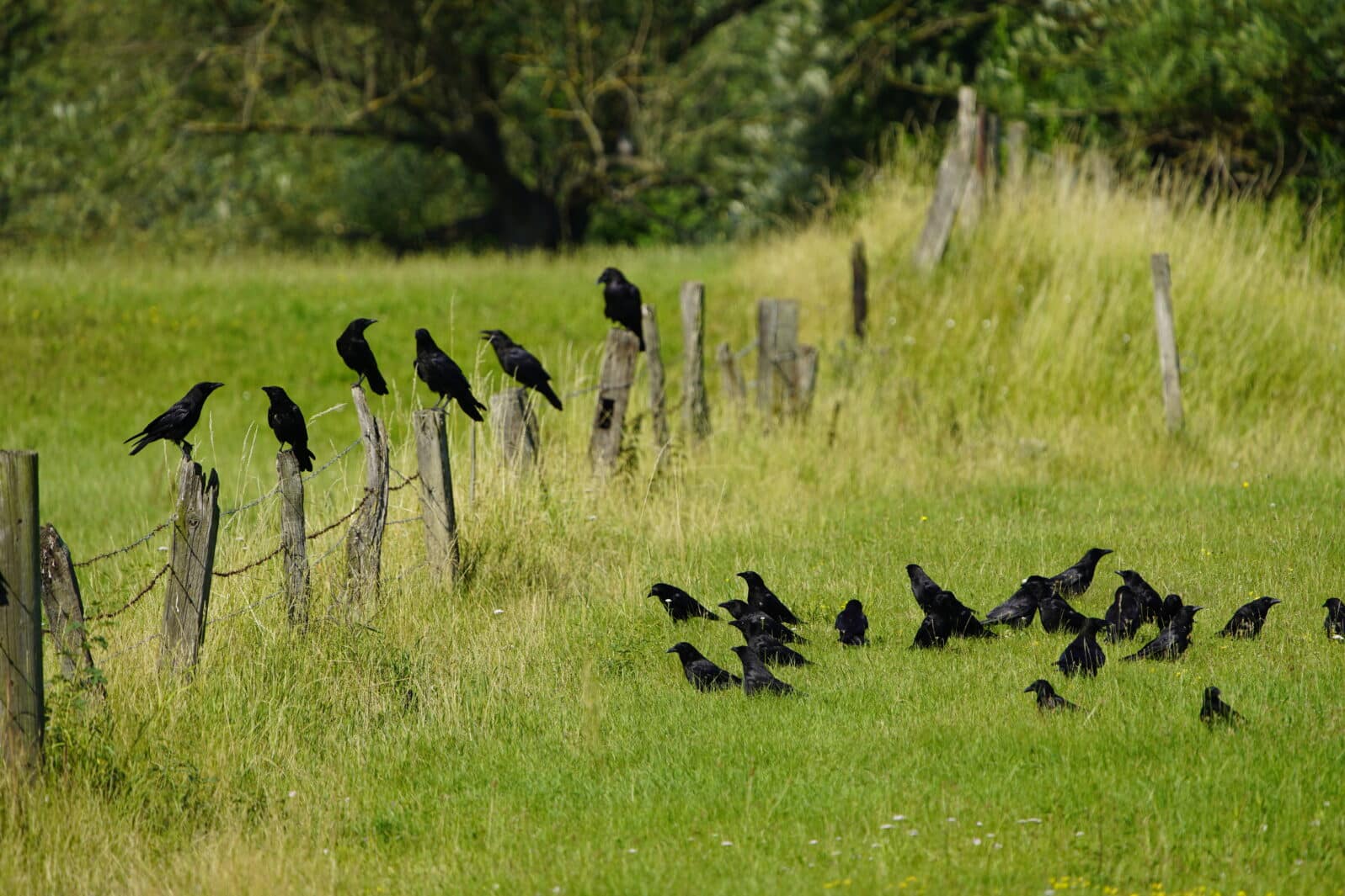 Carrion crow (Corvus corone) Corvidae family, on the Leinewiesen Hanover, Germany ​