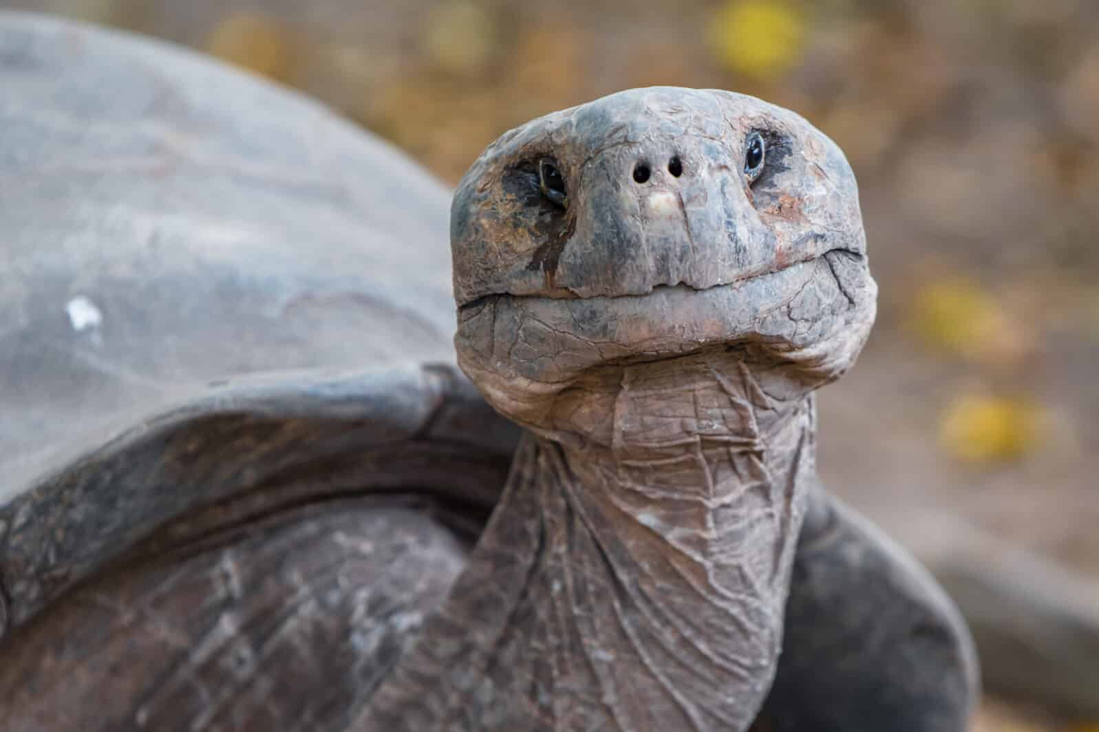Galapagos Giant Tortoise head shot smiling walking slowly on Galapagos Islands. Animals, nature and wildlife close up of tortoise in the highlands of Galapagos, Ecuador, South America.