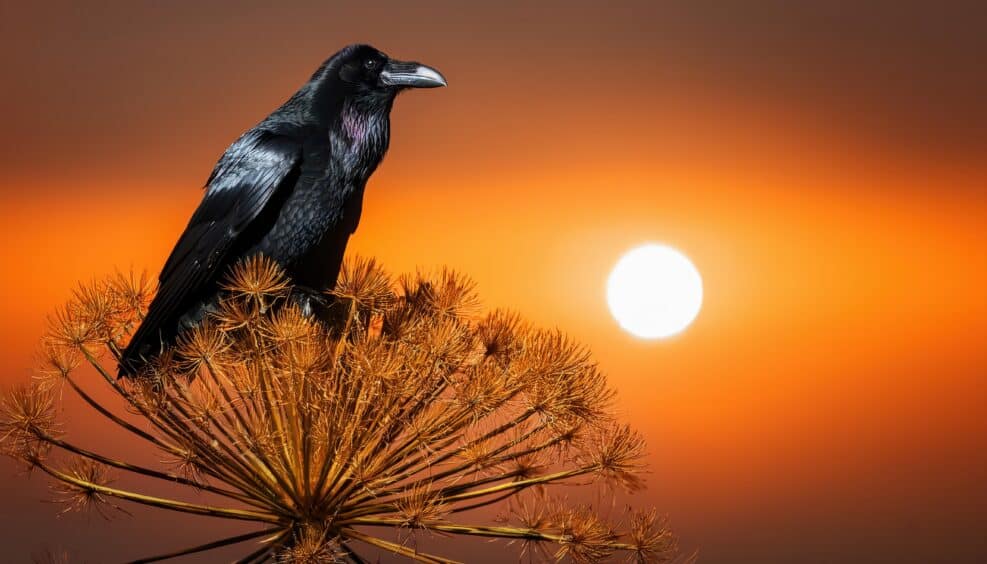 Striking Carrion Crow Perched on Bright Backdrop, Contrasting its Dark Plumage and Intense Eyes against a Blaze of Yellow and Orange Hues at Dusk.
