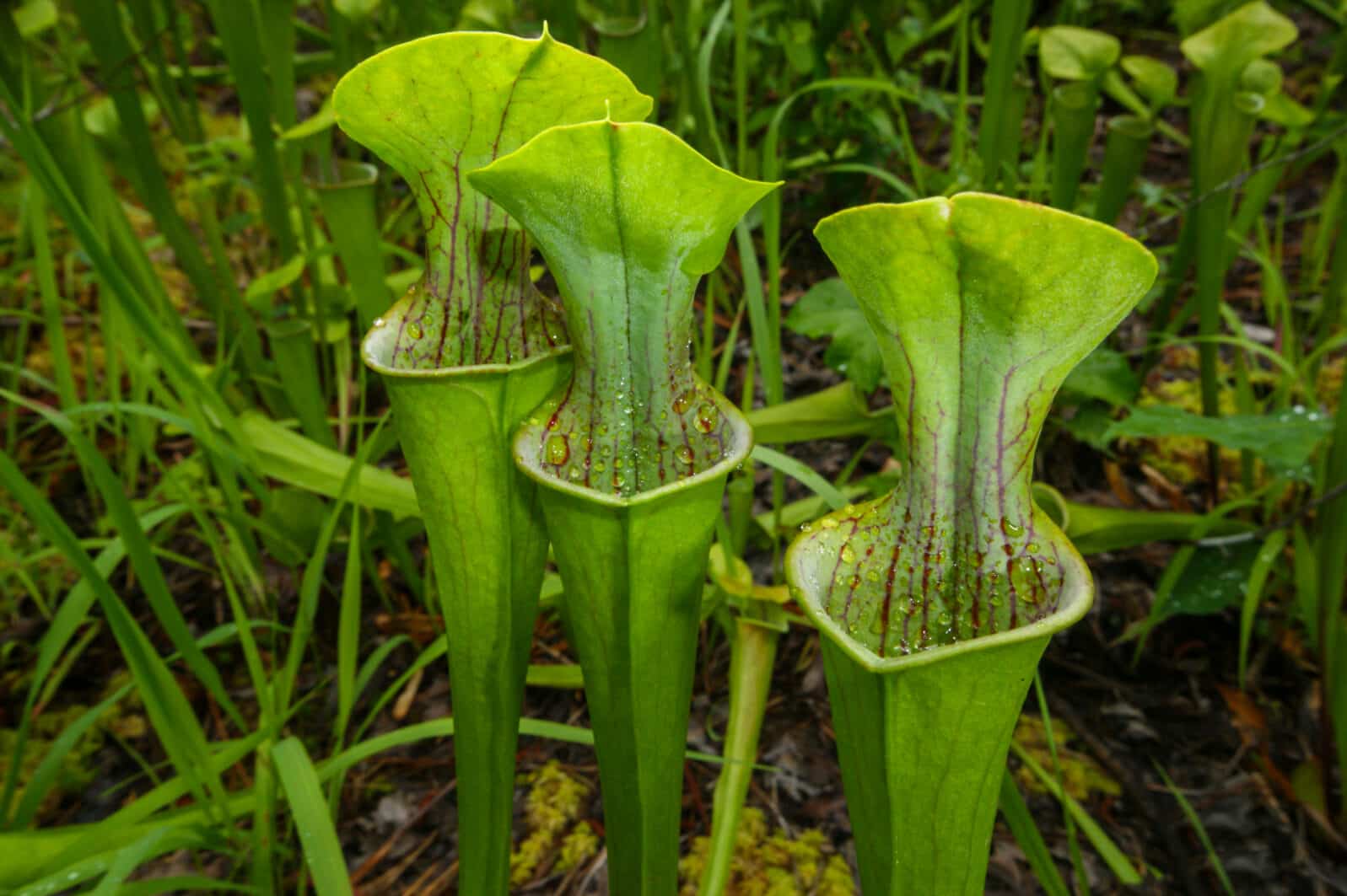 Three pitchers of the green pitcher plant (Sarracenia oreophila) in natural habitat, Alabama, USA